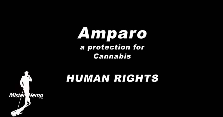 Amparo Cannabis Human Rights